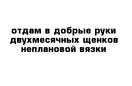 отдам в добрые руки двухмесячных щенков неплановой вязки